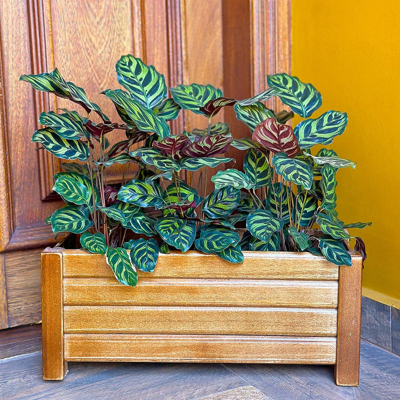 Flower Box
