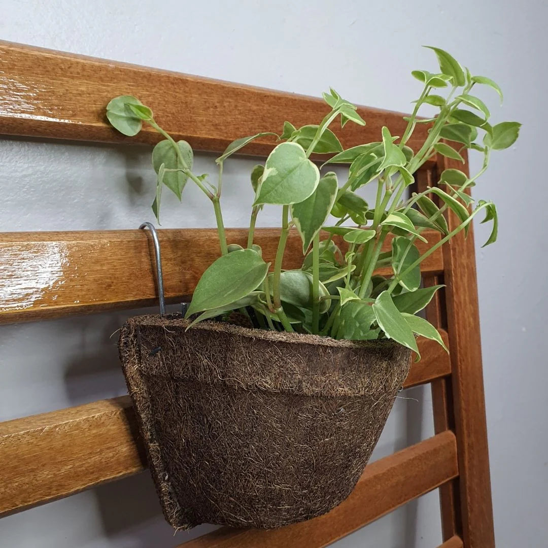 Coconut Fiber Wall Flower Pots