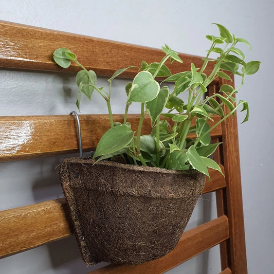 Coconut Fiber Wall Flower Pots