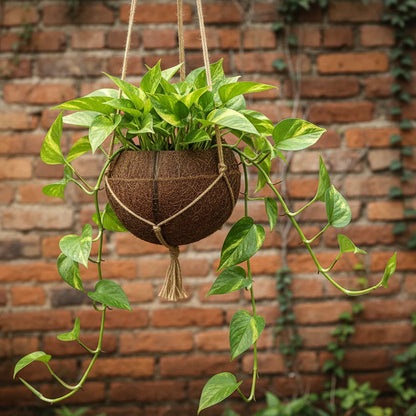 Natural Coconut Fiber Moss Pot