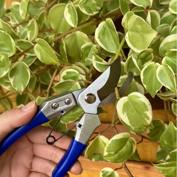 Safety Lock Pruning Shears