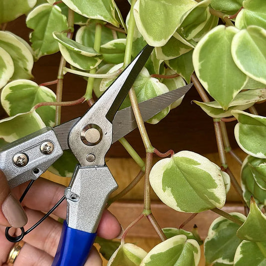 Sharp Safety Locking Pruning Shears